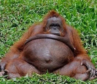 Zoo keeper impregnate’s female orangutan, says it was consensual