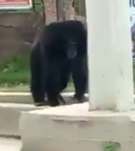Gorilla escapes from UNILORIN’s zoo (video)