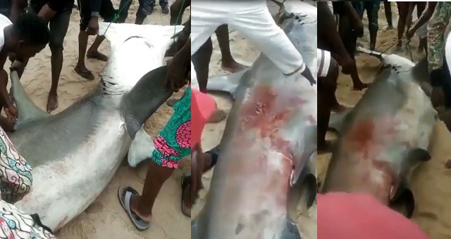 Shark killed at Ibeju-Lekki, Lagos (video)